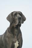 DOGUE ALLEMAND 584